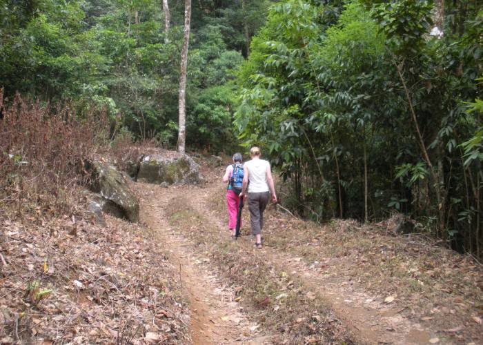 forest-trekking